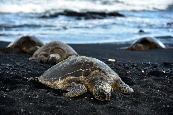 Où observer les tortues de mer en Polynésie française?