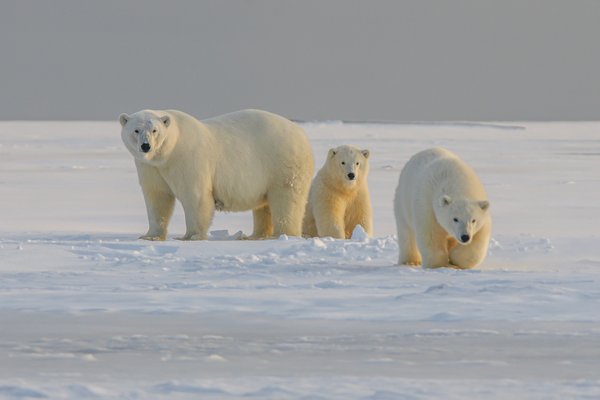 Où participer à une expédition pour observer les ours polaires au Svalbard, Norvège?